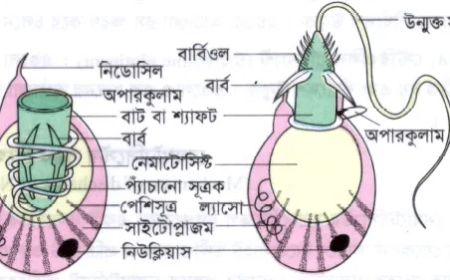 আদর্শ নিডোসাইটের গঠন (Structure of a Typical Cnidocyte) / সূত্রক নিক্ষেপের কৌশল (Mechanism of Discharge of Nematocyst-thread)