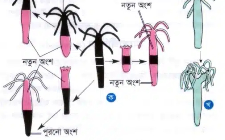 Hydra-র জনন (Reproduction of Hydra)