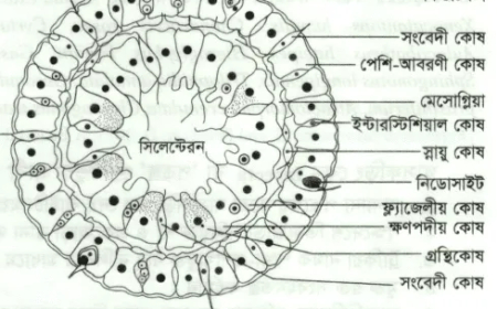 হাইড্রা ব্যবহারিক / Hydra Practical