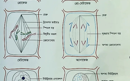 মাইটোসিস-এর ধাপসমূহ / Mitosis