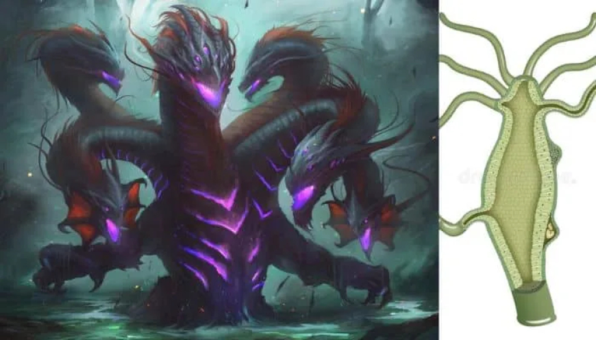 হাইড্রা সাজেশন / Hydra suggestion